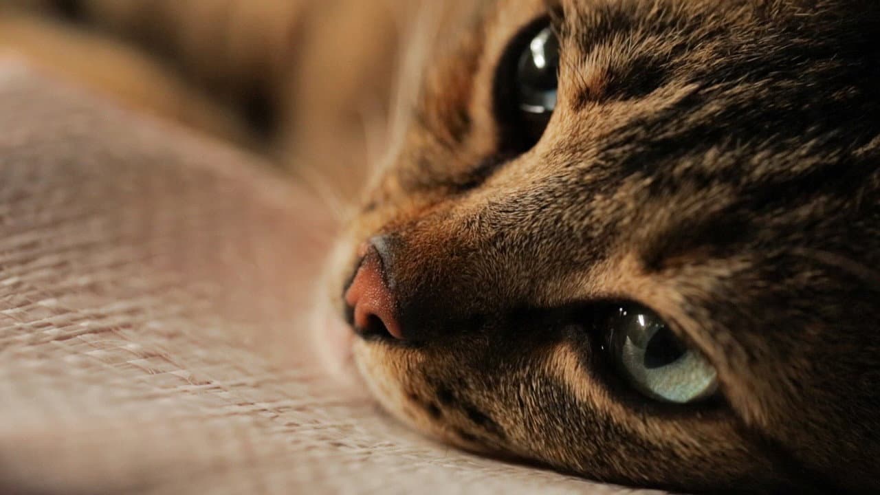 Kedi still 3