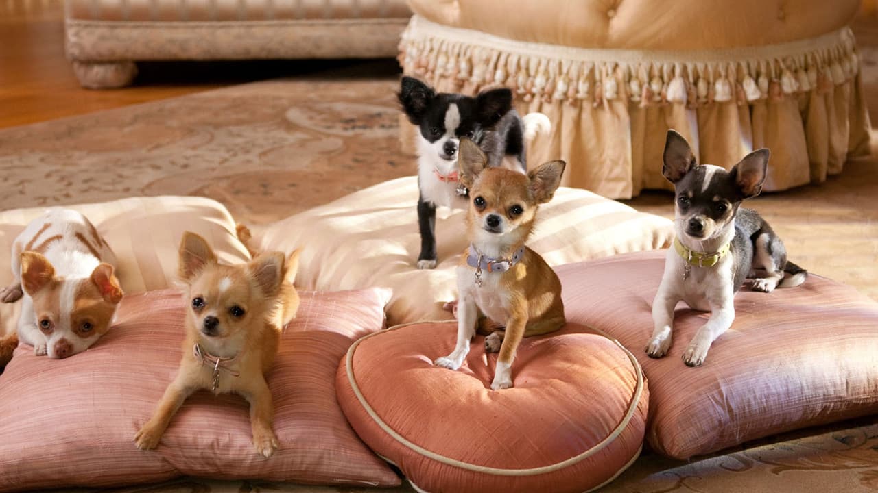 Beverly Hills Chihuahua 2 still 1
