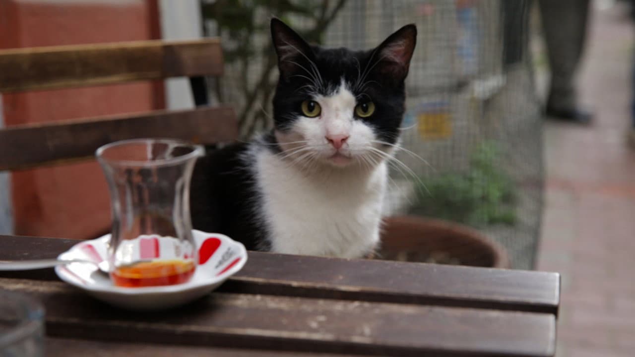 Kedi still 8